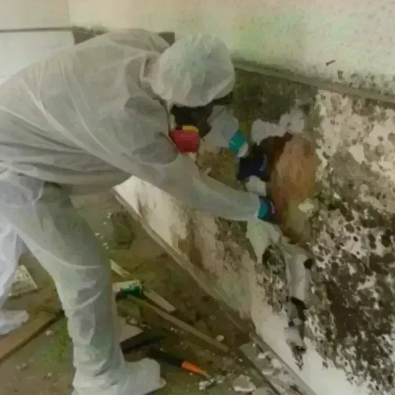 Mold Remediation and Removal in Royalston, MA